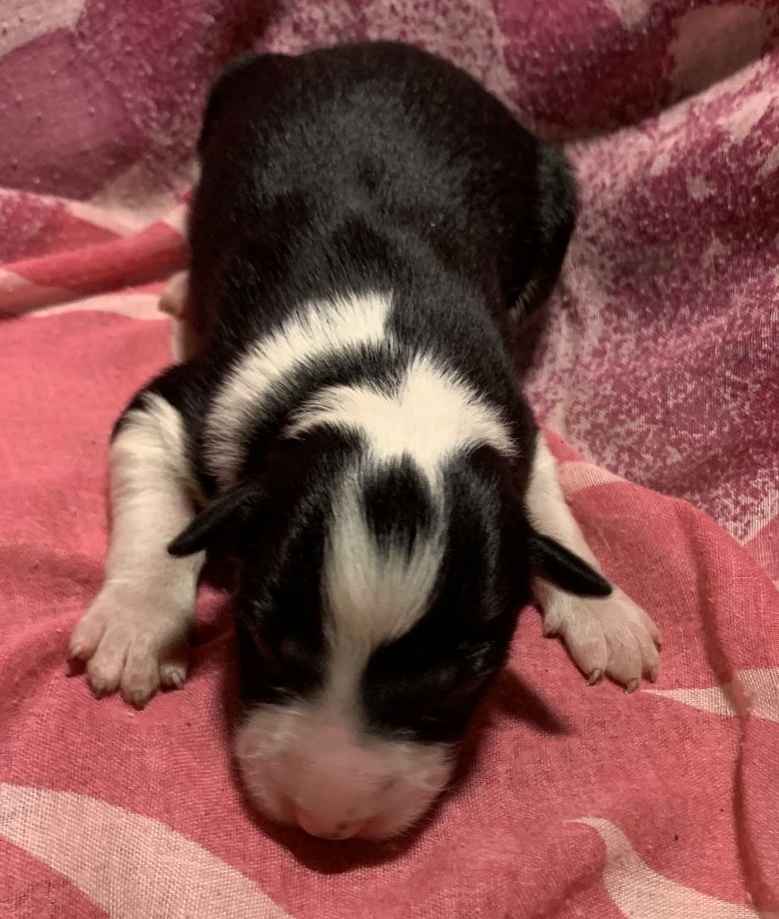 Des Bergers Des Chaupous - Chiots disponibles - Border Collie