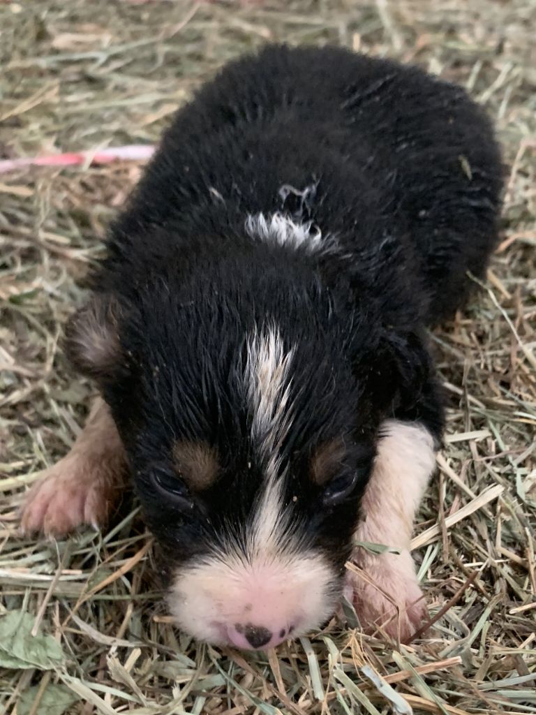 Des Bergers Des Chaupous - Chiots disponibles - Border Collie