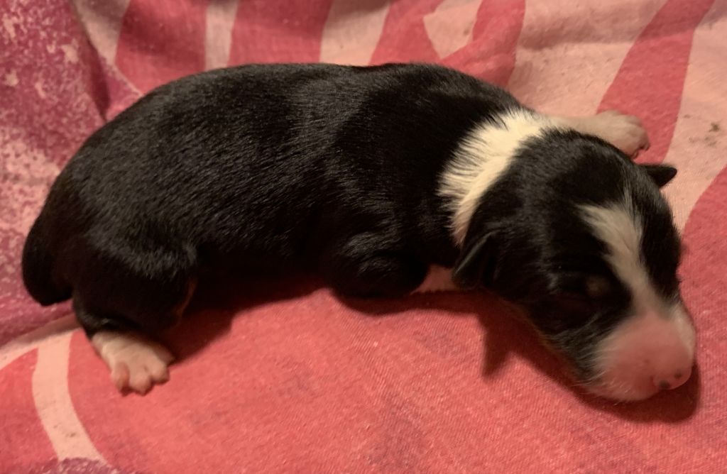 Des Bergers Des Chaupous - Chiots disponibles - Border Collie