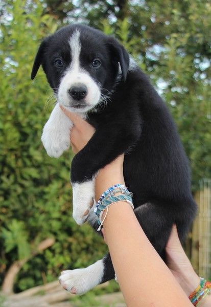 Des Bergers Des Chaupous - Border Collie - Portée née le 16/06/2024