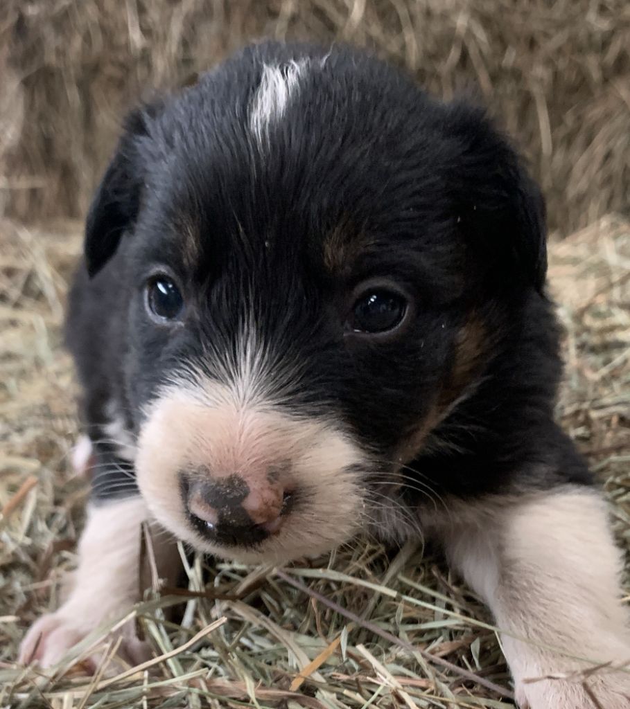 Des Bergers Des Chaupous - Chiots disponibles - Border Collie