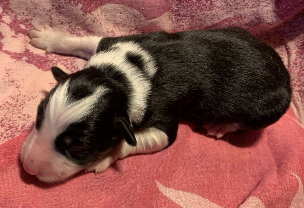 Des Bergers Des Chaupous - Chiots disponibles - Border Collie