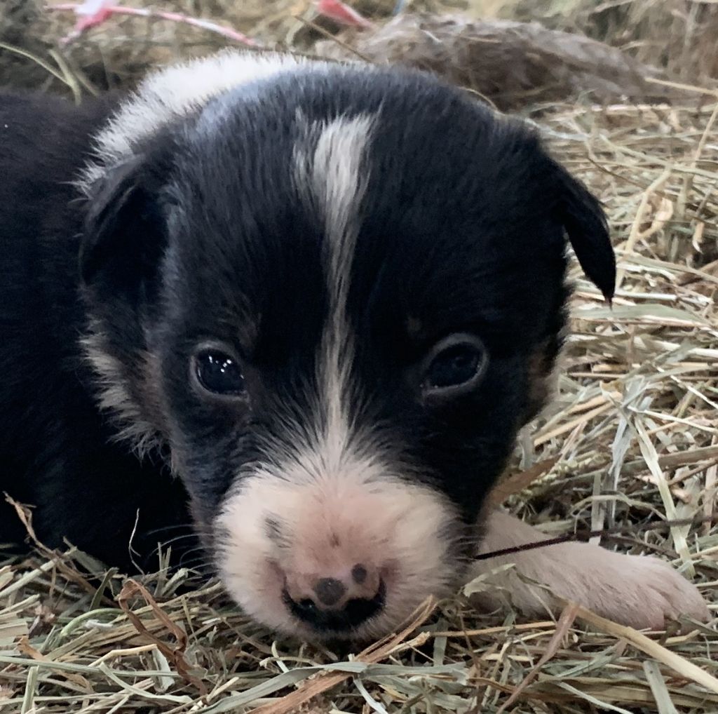 Des Bergers Des Chaupous - Chiots disponibles - Border Collie