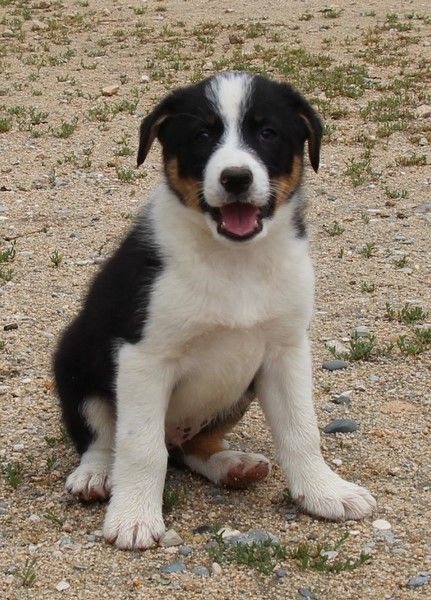 Des Bergers Des Chaupous - Border Collie - Portée née le 10/05/2023