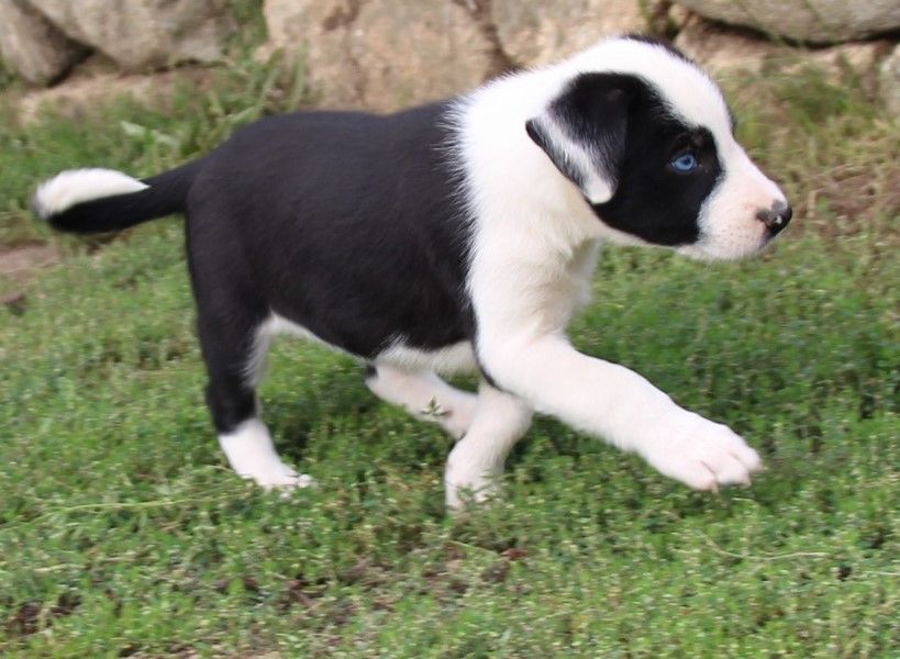 Des Bergers Des Chaupous - Border Collie - Portée née le 28/07/2022