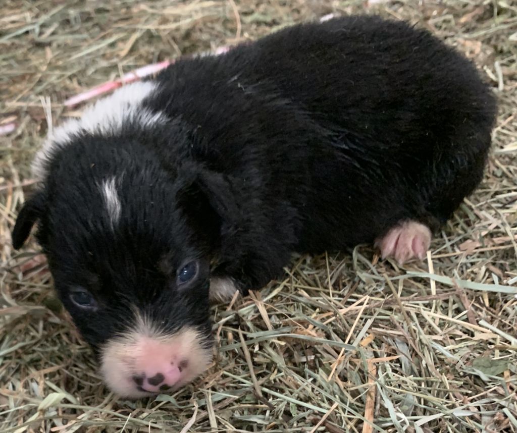 Des Bergers Des Chaupous - Chiots disponibles - Border Collie