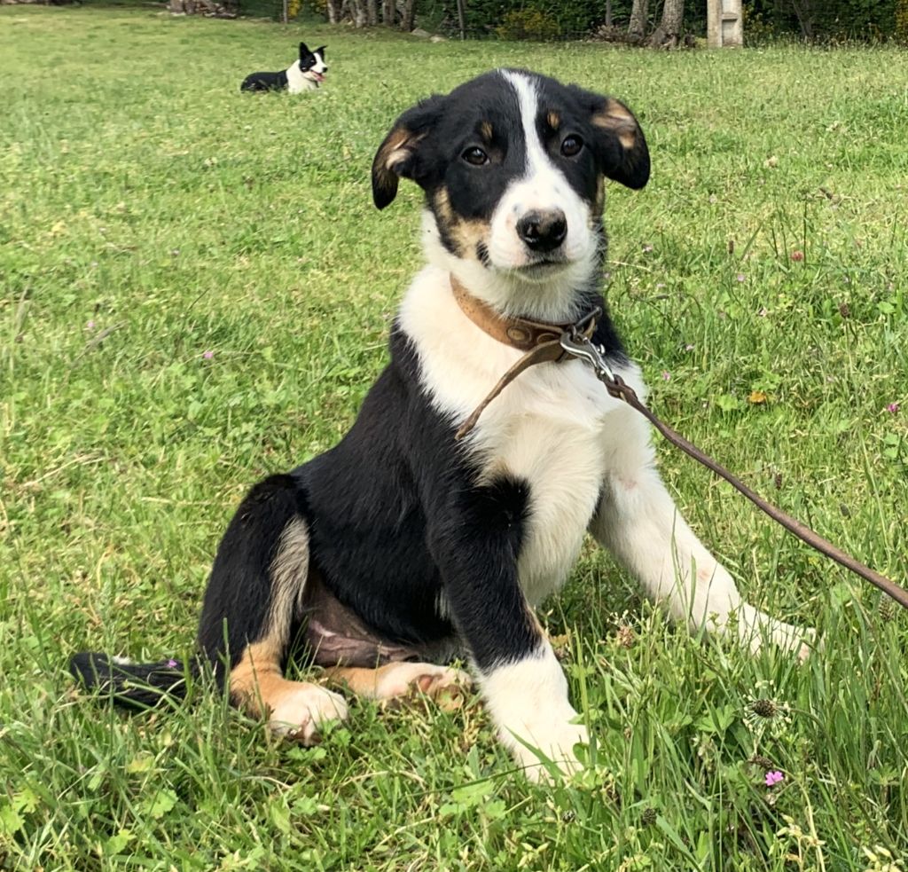 Des Bergers Des Chaupous - Chiots disponibles - Border Collie