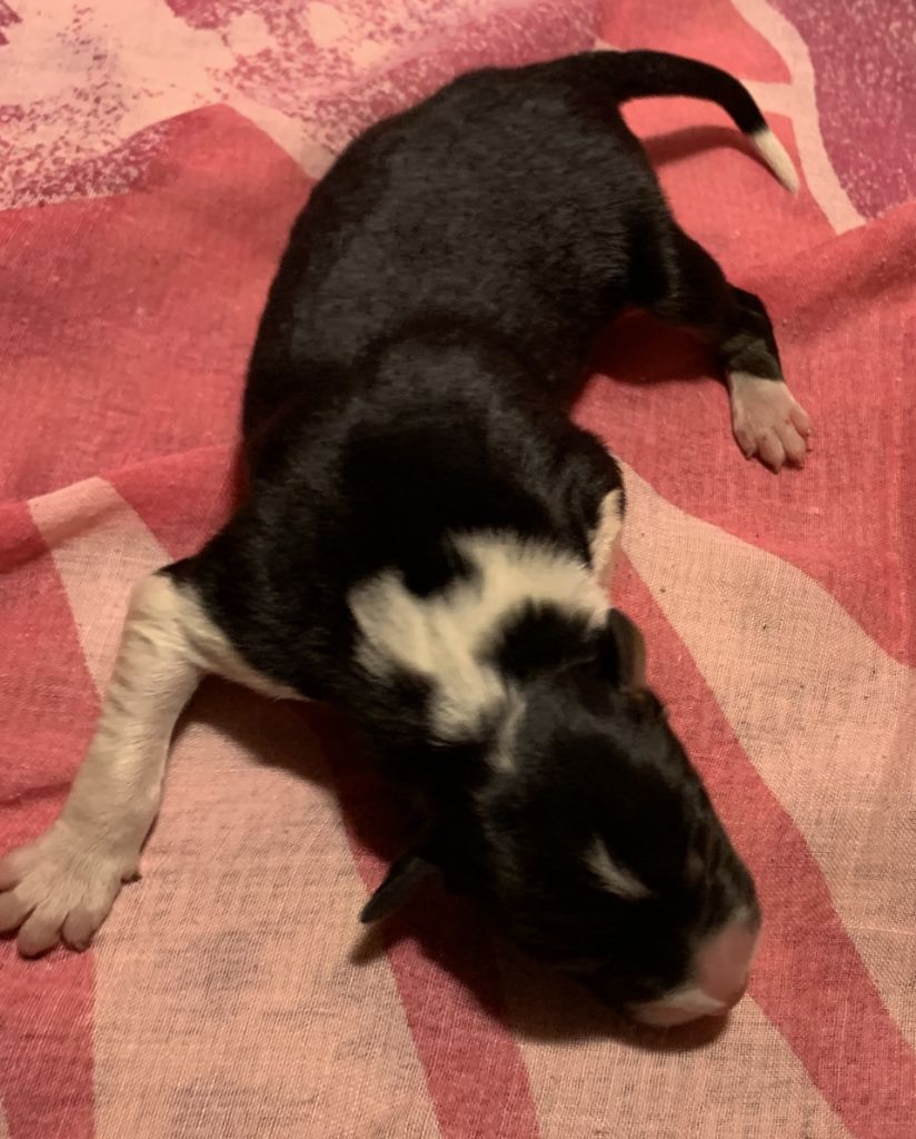 Des Bergers Des Chaupous - Chiots disponibles - Border Collie