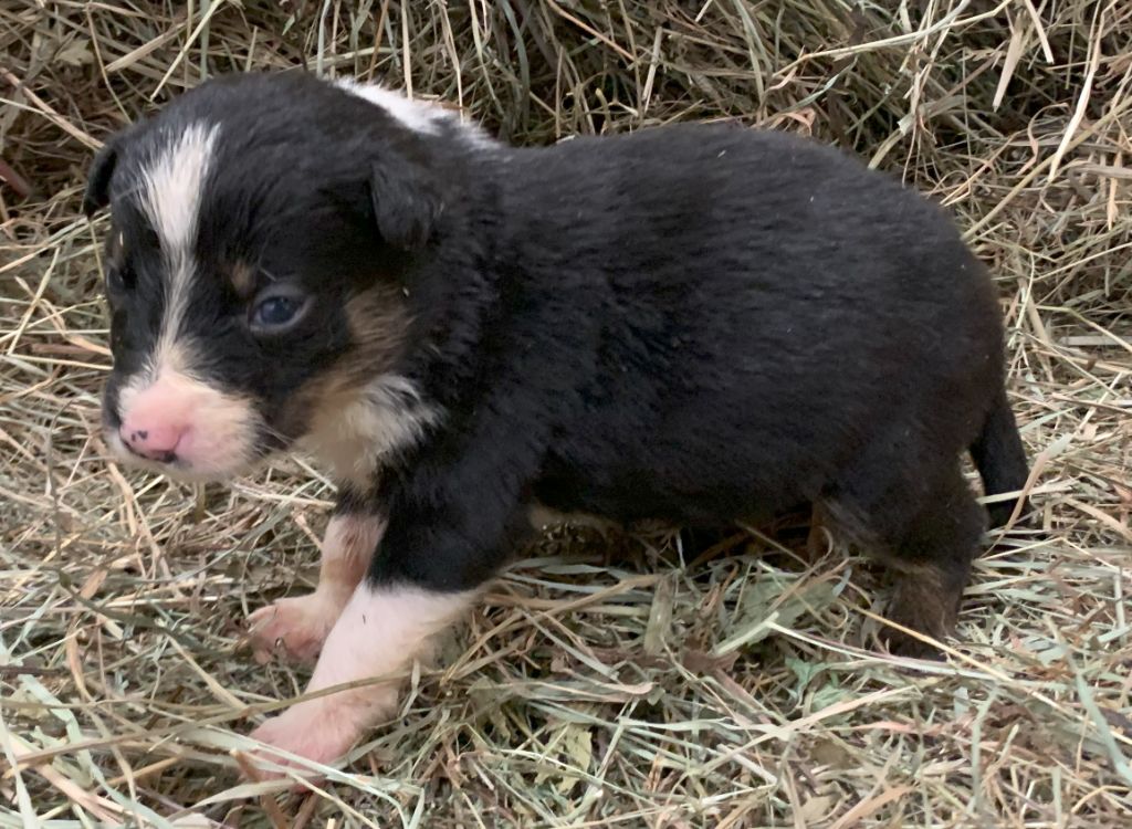 Des Bergers Des Chaupous - Chiots disponibles - Border Collie