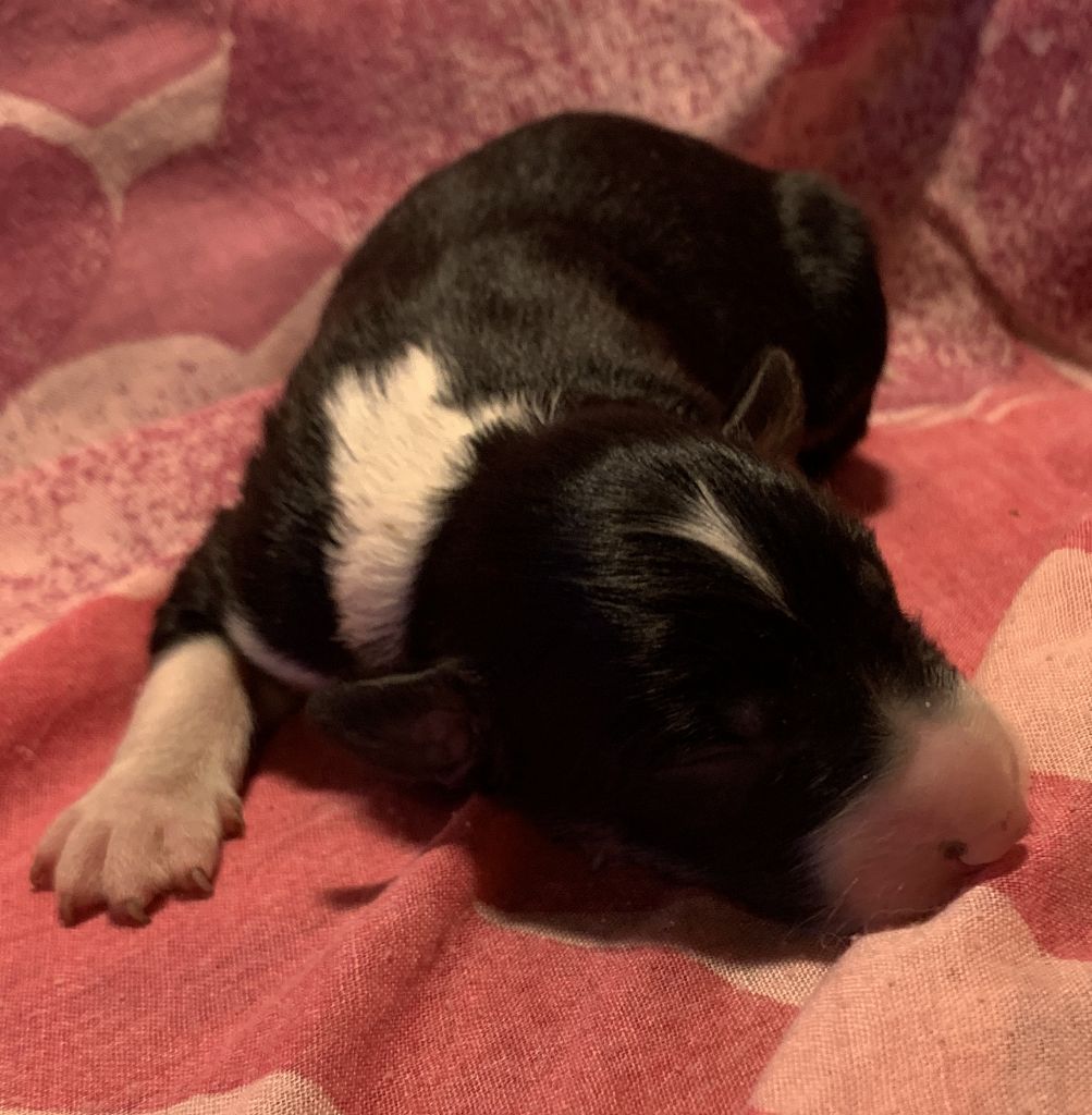 Des Bergers Des Chaupous - Chiots disponibles - Border Collie