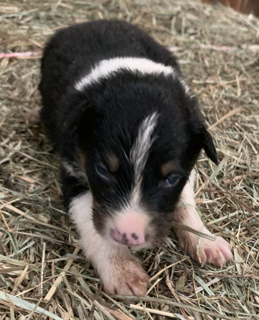 Des Bergers Des Chaupous - Chiots disponibles - Border Collie