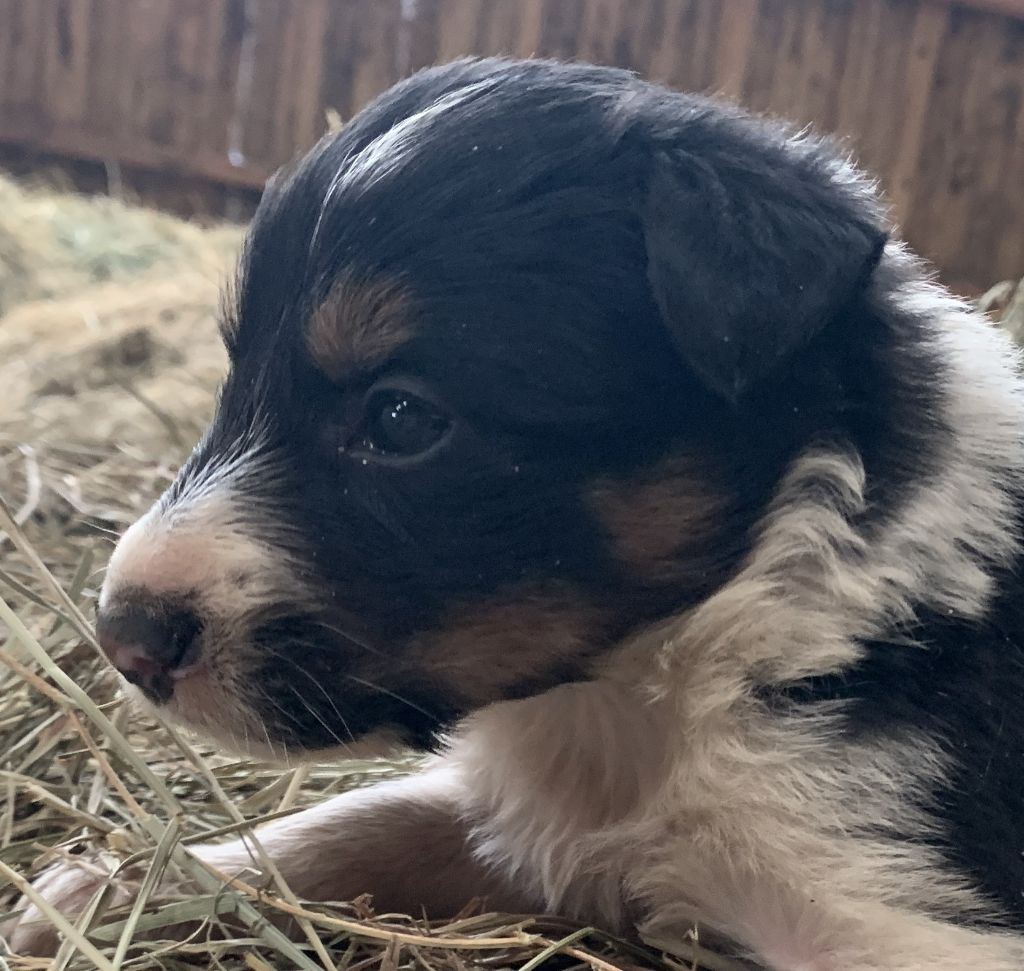 Des Bergers Des Chaupous - Chiots disponibles - Border Collie
