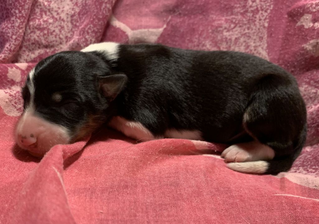 Des Bergers Des Chaupous - Chiots disponibles - Border Collie