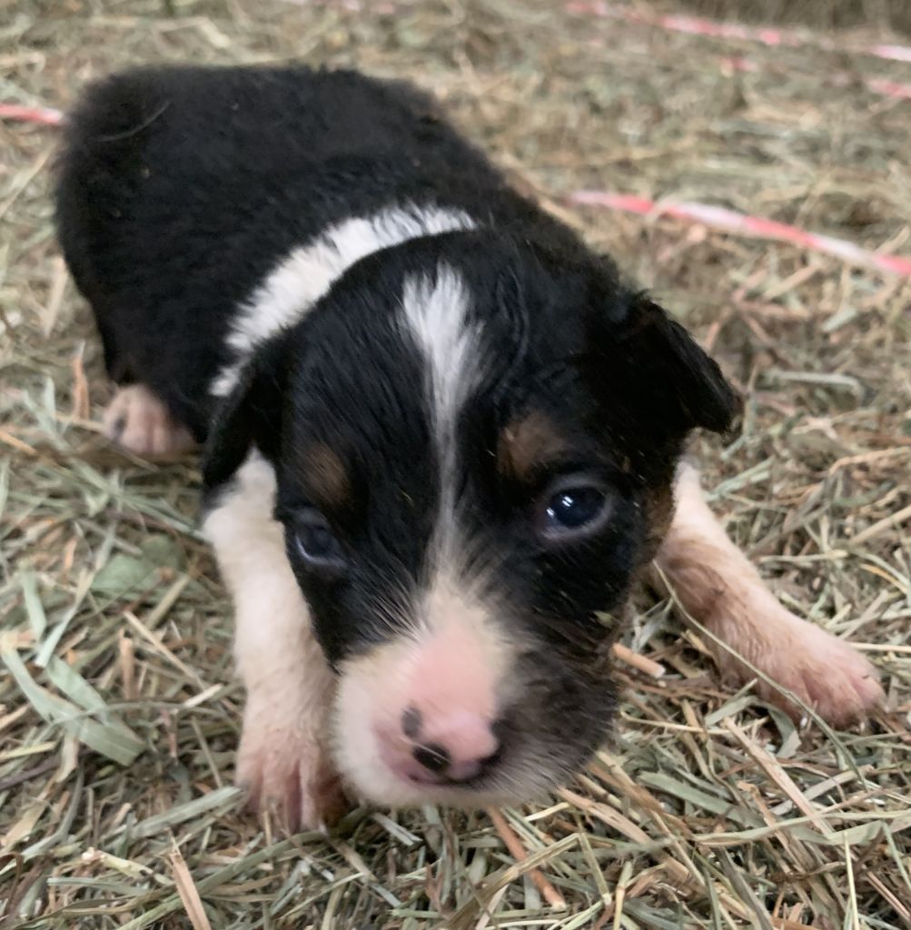 Des Bergers Des Chaupous - Chiots disponibles - Border Collie
